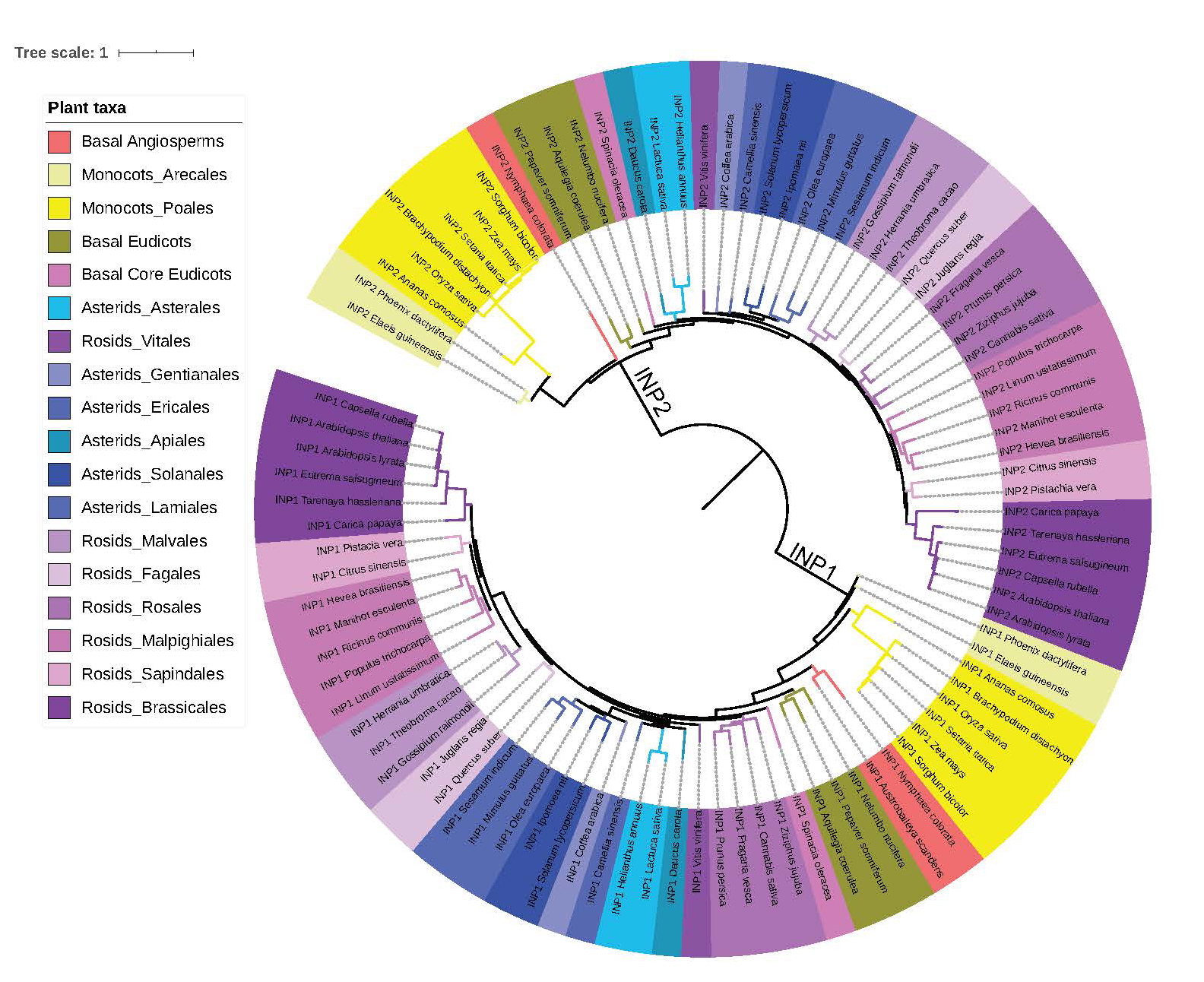 A species-specific functional module controls formation of pollen ...