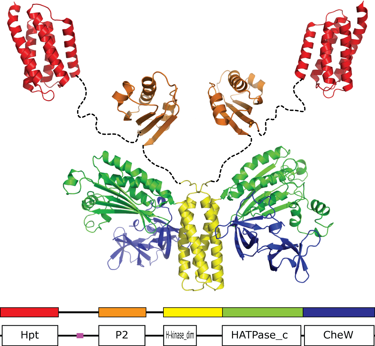 comparative-genomic-and-protein-sequence-analyses-of-a-complex-system