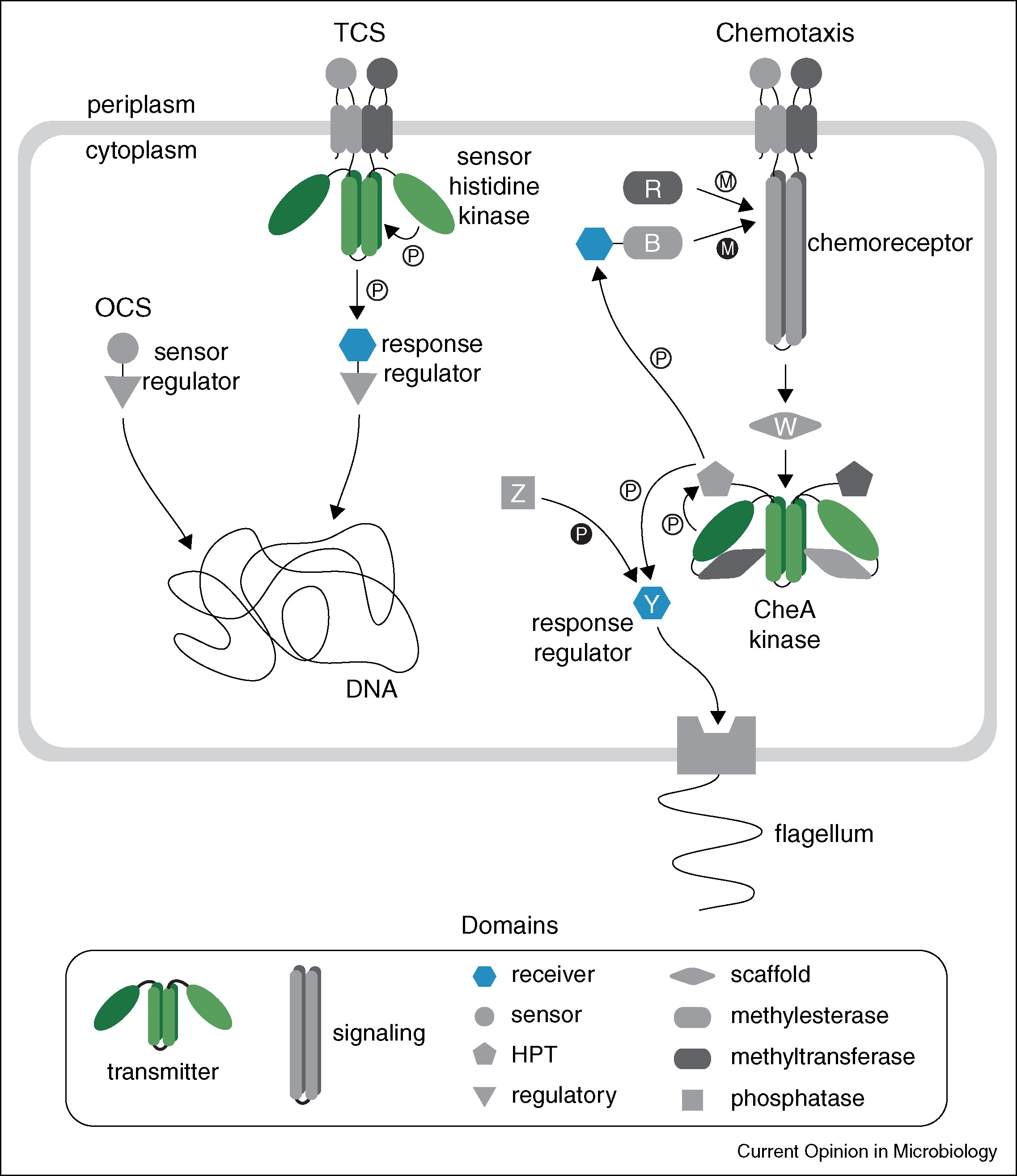 Evolution and phyletic distribution of two component signal ...